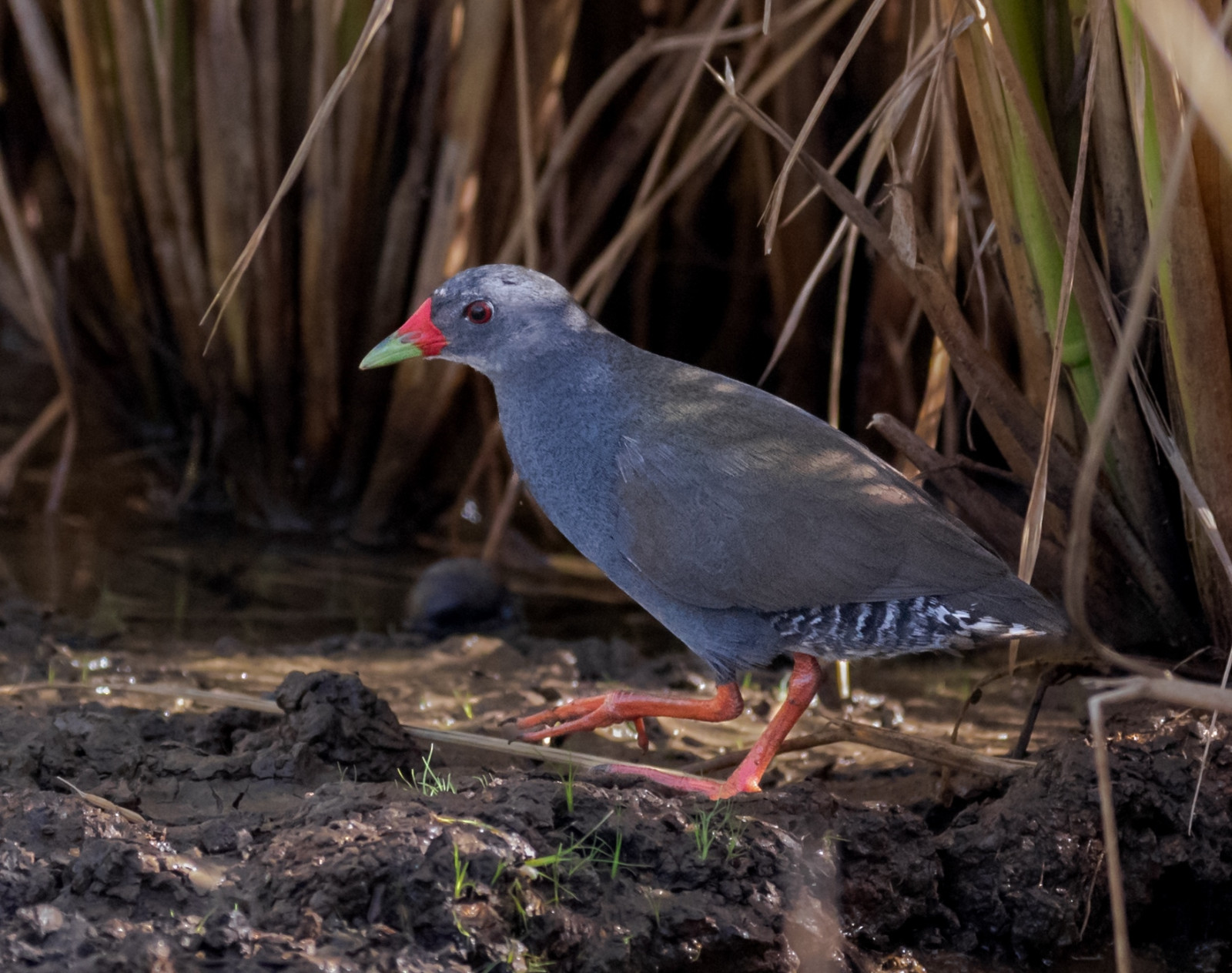 image Paint-billed Crake